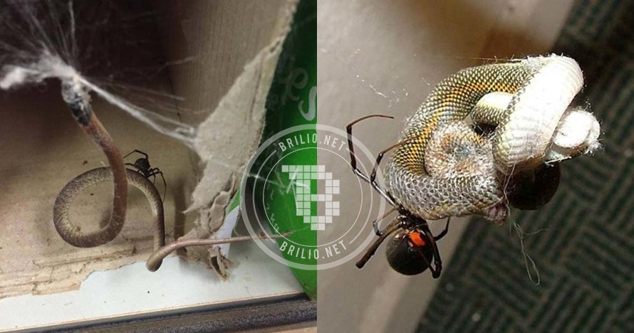 Laba-laba lebih mematikan ketimbang ular? 10 foto ini buktinya! 