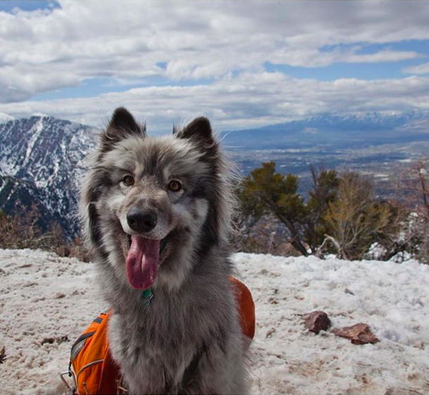 10 Foto bukti wolfdogs bisa jadi binatang peliharaan yang penurut
