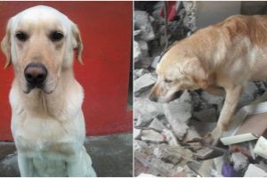 Kisah Dayko, anjing selamatkan 7 nyawa orang tapi berakhir tragis