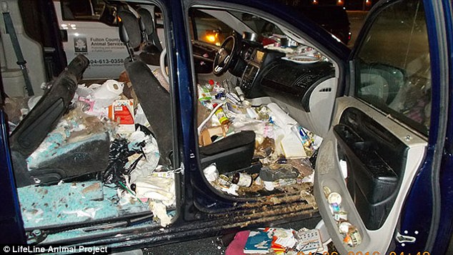 wanita kucing © 2016 brilio.net