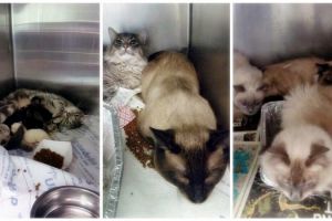 Tak berikan tempat layak buat hewan,  dua wanita ini dipidanakan, duh!