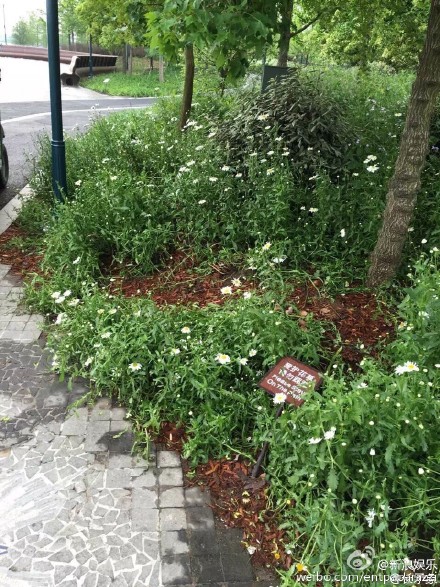 Disneyland Cina 1-8 © 2016 brilio.net