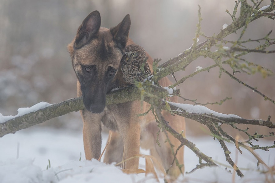 14 Foto bukti burung hantu & anjing bisa sahabatan, bikin haru!