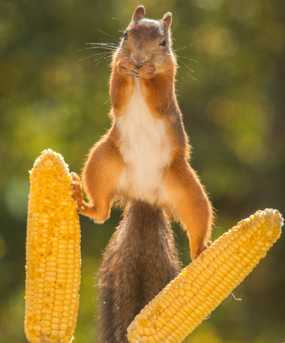 tupai kungfu © 2016 brilio.net