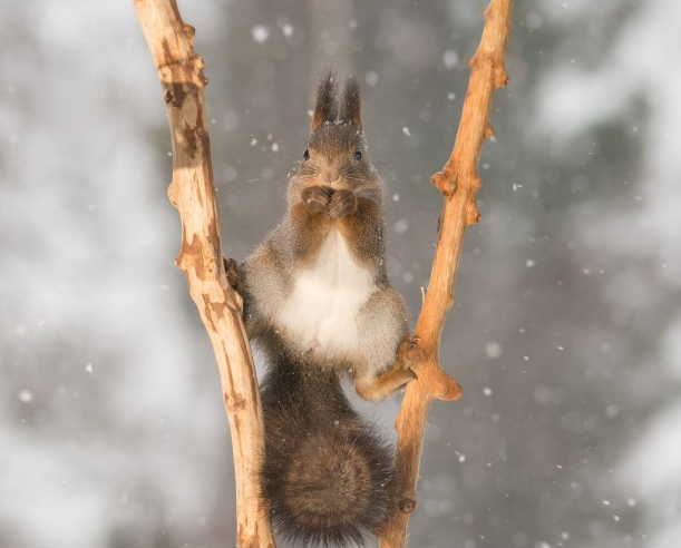 tupai kungfu © 2016 brilio.net