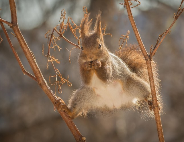 tupai kungfu © 2016 brilio.net