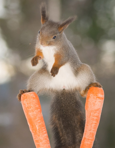 tupai kungfu © 2016 brilio.net