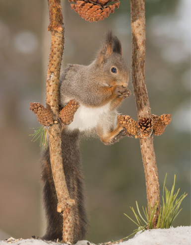 tupai kungfu © 2016 brilio.net