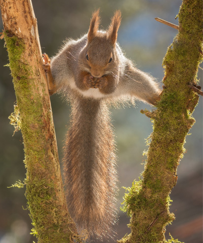 tupai kungfu © 2016 brilio.net