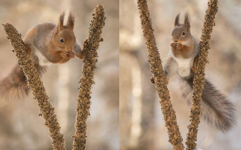tupai kungfu © 2016 brilio.net