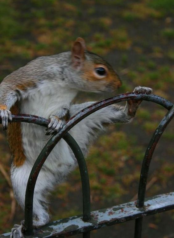 tupai kungfu © 2016 brilio.net