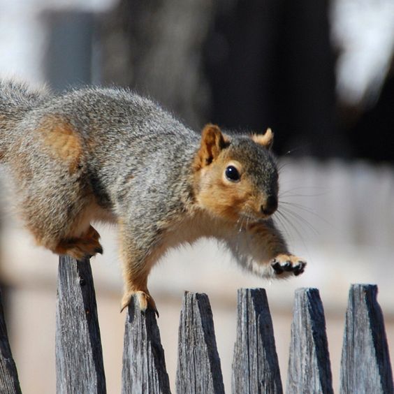 tupai kungfu © 2016 brilio.net