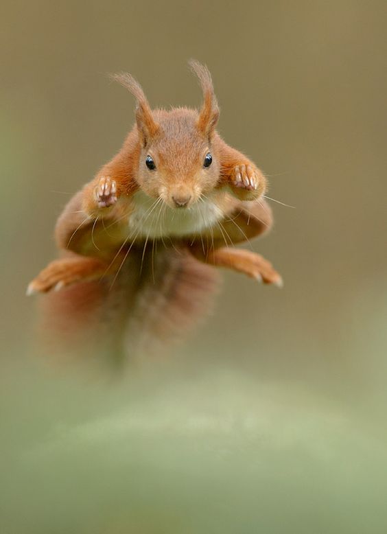 tupai kungfu © 2016 brilio.net