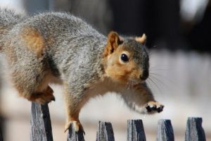 10 Gaya akrobat tupai ini bikin gemas, mirip atlet kungfu ya!