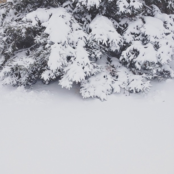 temukan anjing momo © 2016 brilio.net