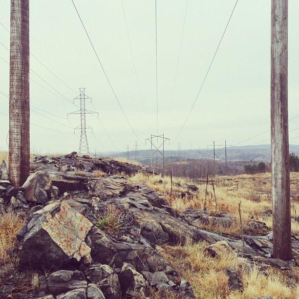 temukan anjing momo © 2016 brilio.net