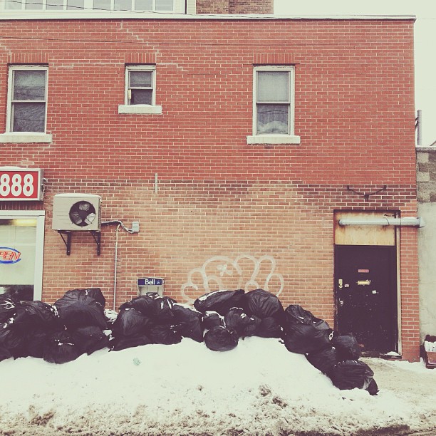 temukan anjing momo © 2016 brilio.net