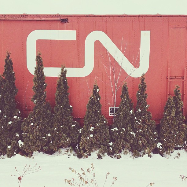 temukan anjing momo © 2016 brilio.net