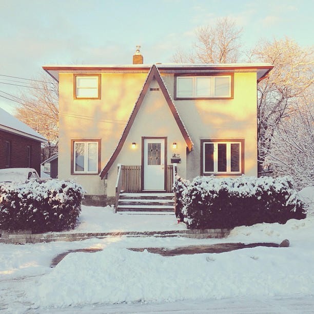 temukan anjing momo © 2016 brilio.net