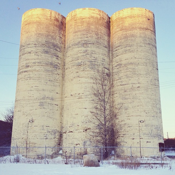 temukan anjing momo © 2016 brilio.net