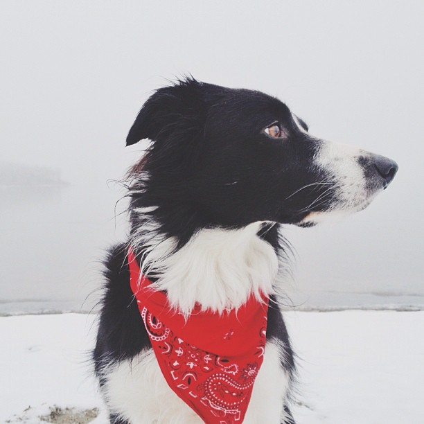 temukan anjing momo © 2016 brilio.net