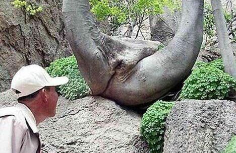 cuma gambar pohon © 2016 brilio.net cuma gambar pohon © 2016 brilio.net