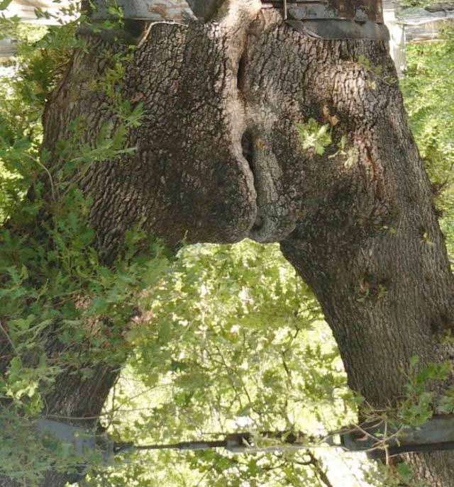 cuma gambar pohon © 2016 brilio.net cuma gambar pohon © 2016 brilio.net