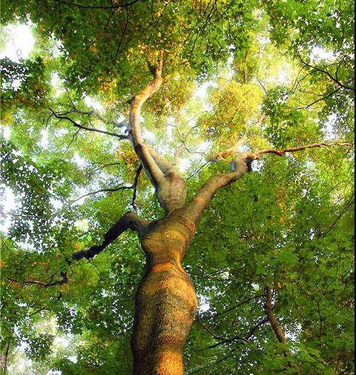 cuma gambar pohon © 2016 brilio.net cuma gambar pohon © 2016 brilio.net