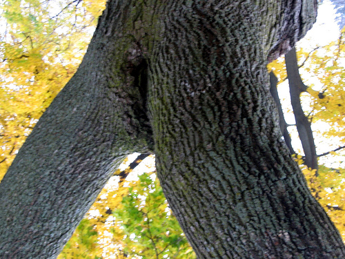 cuma gambar pohon © 2016 brilio.net cuma gambar pohon © 2016 brilio.net