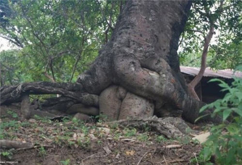 Pikiranmu diuji lewat 10 gambar pohon ini, hayo mikir apa?