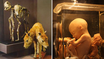 7 Museum ini unik lho, yuk kesana! © 2016 brilio.net