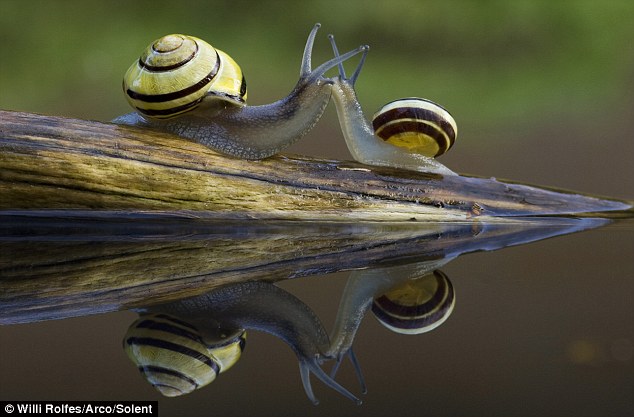 10 Foto pasangan siput ini bikin kamu ingat mantan, eh pacar!