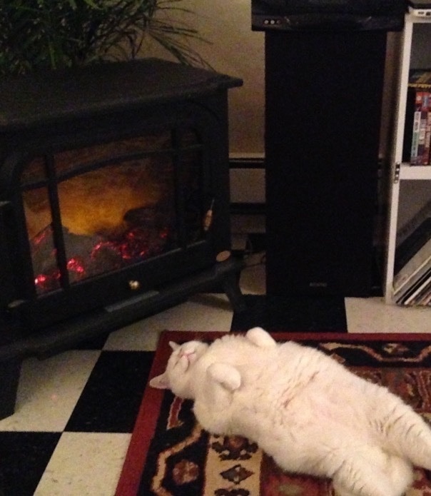 20 Kelakuan kucing di rumah © 2016 brilio.net