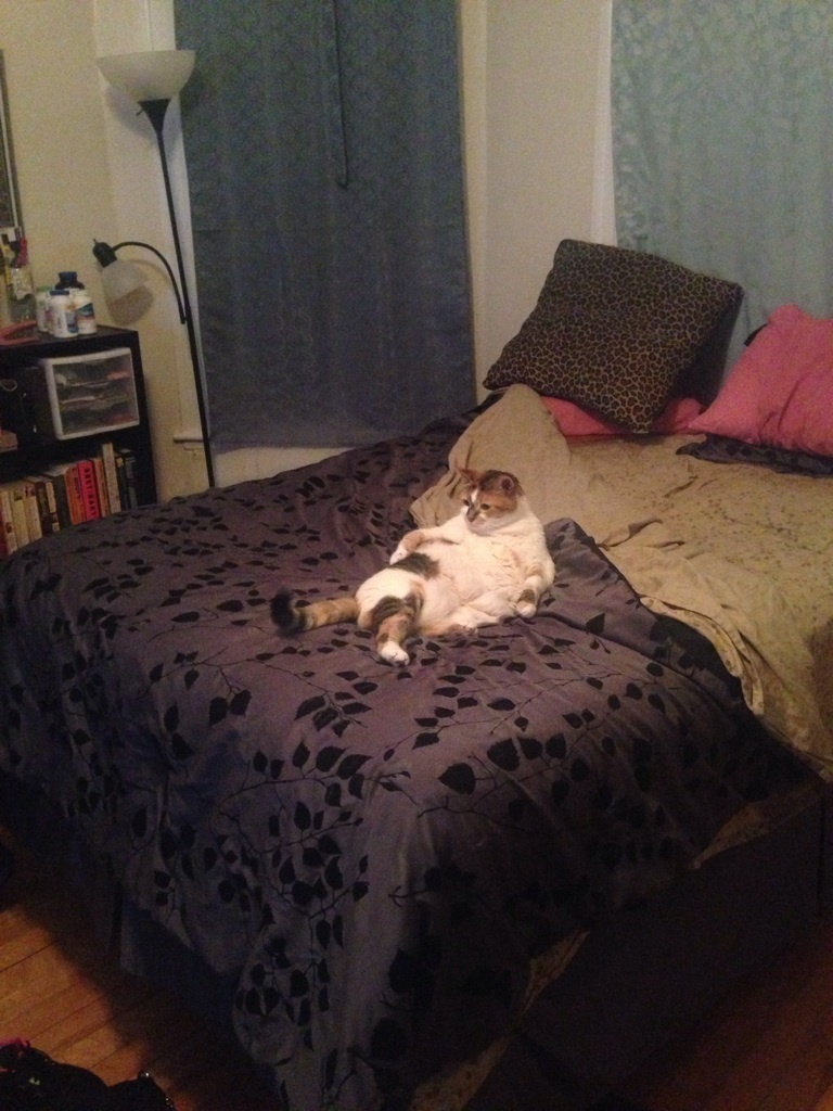 20 Kelakuan kucing di rumah © 2016 brilio.net