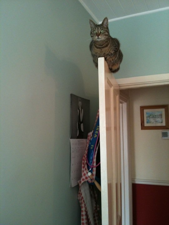 20 Kelakuan kucing di rumah © 2016 brilio.net