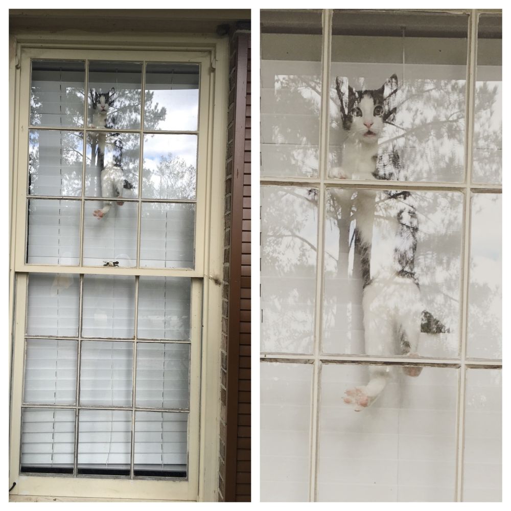 20 Kelakuan kucing di rumah © 2016 brilio.net