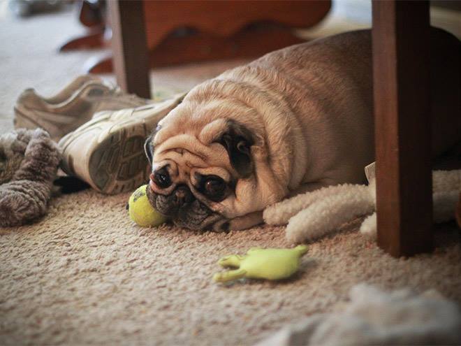 ekspresi rasa bersalah anjing 1-11 © 2016 brilio.net