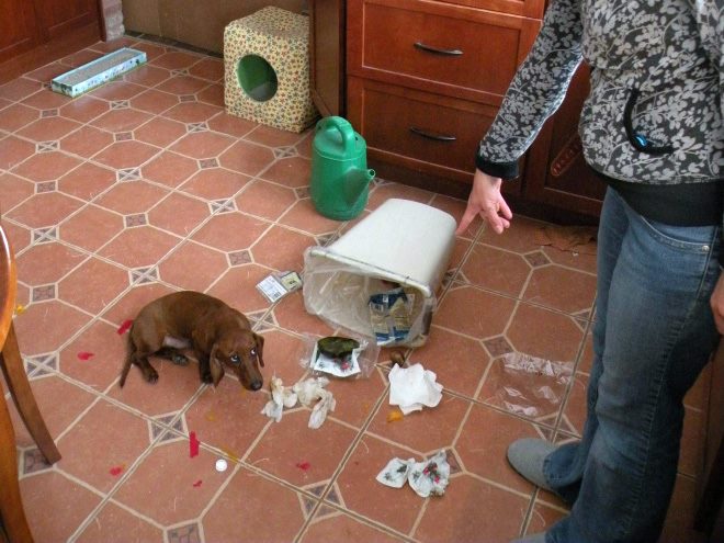 ekspresi rasa bersalah anjing 1-11 © 2016 brilio.net