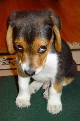 ekspresi rasa bersalah anjing 1-11 © 2016 brilio.net