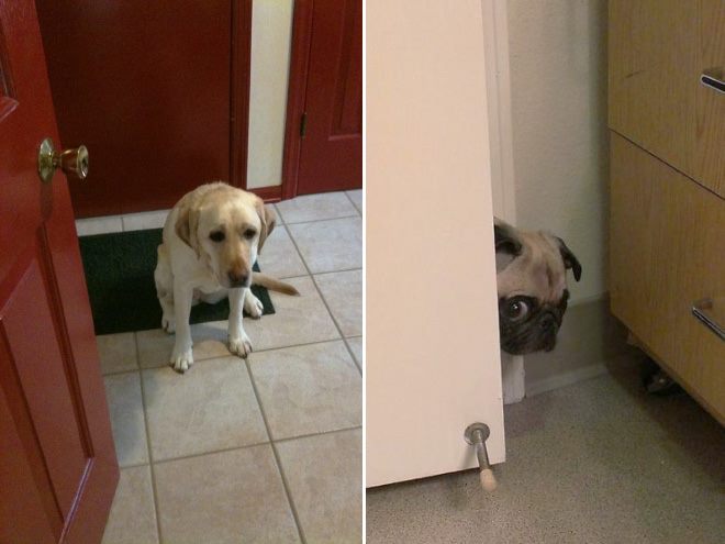 ekspresi rasa bersalah anjing 1-11 © 2016 brilio.net