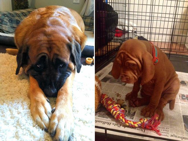 ekspresi rasa bersalah anjing 1-11 © 2016 brilio.net