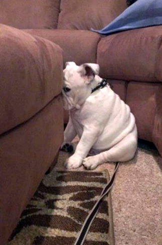 ekspresi rasa bersalah anjing 1-11 © 2016 brilio.net