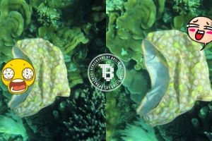 Barang pribadi wanita ini rusak keindahan terumbu karang Karimun Jawa