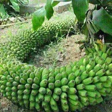 pohon panen  © 2016 brilio.net