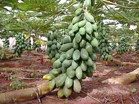 pohon panen  © 2016 brilio.net