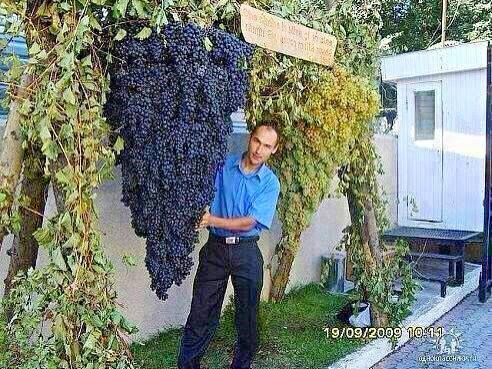 pohon panen  © 2016 brilio.net