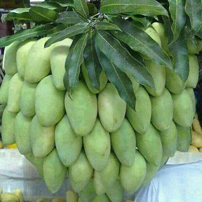 pohon panen  © 2016 brilio.net