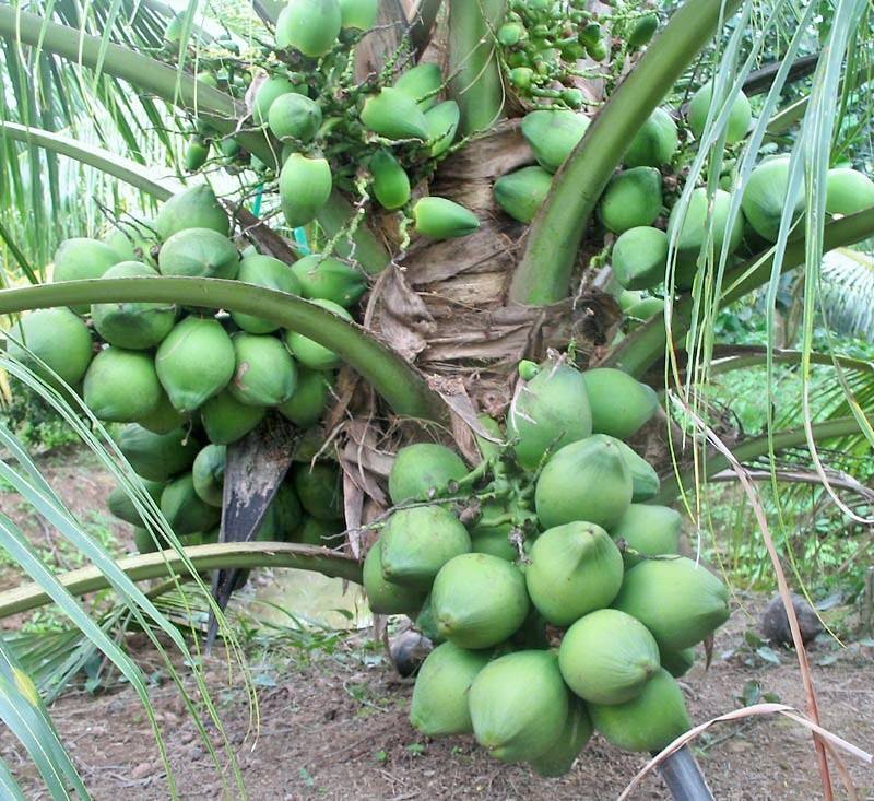 pohon panen  © 2016 brilio.net