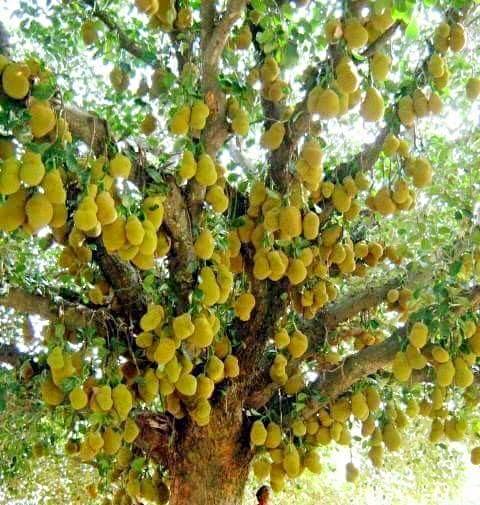 pohon panen  © 2016 brilio.net