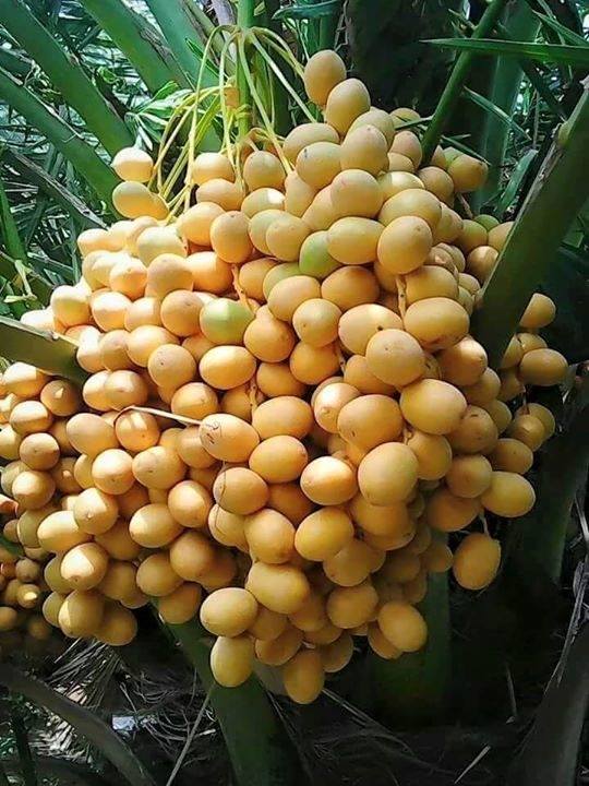 pohon panen  © 2016 brilio.net